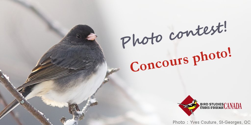 Birds Canada tweet media