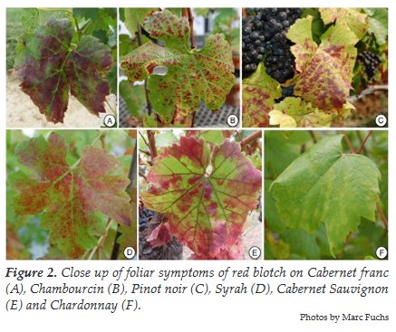 Everything you wanted to know about Grapevine Red Blotch Virus but were afraid to ask: grapesandwine.cals.cornell.edu/sites/grapesan…
#viticulture