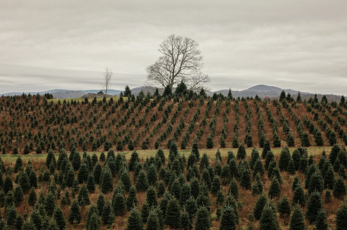 Connect4Climate's tweet photo. #Christmas is coming and we want to answer this question: What's better for the environment: a real Christmas #tree or an artificial one? https://t.co/gdvYoBXE6s #knowledge4climate https://t.co/hAkxaqvTUP