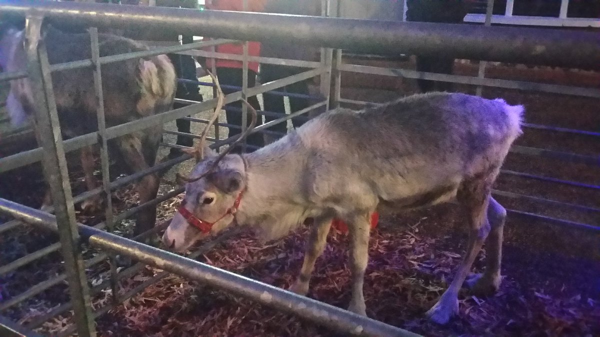 Christmas light switch on 2018 #swaffham @WSTimes24 #ReindeerReady 🎅🎅🎄🎄