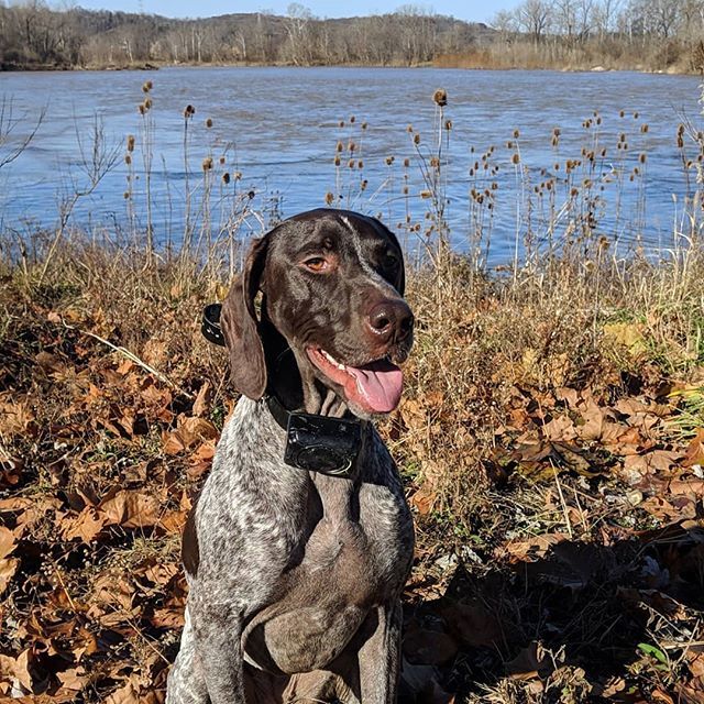 saracullin's tweet image. That fresh air feelin'

#gspofigр #gspofinstagram #pointersofinstagram #pointersofig #pointerdog #pointeroftheday #gspoftheday #gsp_feature #gspworld #dogmom #hikingwithdogs #traildog #birddog #optoutside #outdoordogs #happydogs #smilingdogs #germanshort… ift.tt/2Q7w33T