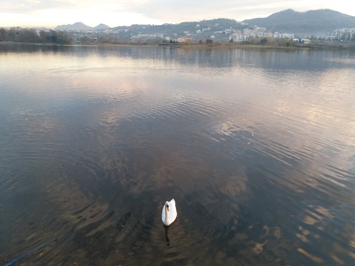 JoanaZh's tweet photo. Peaceful nature @GrandLakeTirana, 🇦🇱

#ExploreTirana https://t.co/0lUFWX6MHl