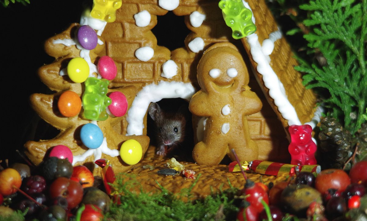 George the Mouse in a log pile house - Simon dell (@simon_dell_tog) on Twitter photo #JessopsMoment <a href="/itvweather/">ITV Weather</a> <a href="/BBCCountryfile/">BBC Countryfile</a> <a href="/BBCSpringwatch/">BBC Springwatch</a> <a href="/SheffieldStar/">The Star, Sheffield</a> <a href="/HARRISONCAMERAS/">Harrison Cameras</a> <a href="/WildlifeMag/">BBC Wildlife</a> <a href="/WildSheffield/">Sheffield & Rotherham Wildlife Trust</a> @ParksSheffield @RSB_Yorkshire <a href="/Hudsonweather/">Paul Hudson</a> @Caters_News <a href="/DerbyshireGuide/">Visit Derbyshire</a> Little Ginger bread House mouse 😁 #JessopsMoment <a href="/itvweather/">ITV Weather</a> <a href="/BBCCountryfile/">BBC Countryfile</a> <a href="/BBCSpringwatch/">BBC Springwatch</a> <a href="/SheffieldStar/">The Star, Sheffield</a> <a href="/HARRISONCAMERAS/">Harrison Cameras</a> <a href="/WildlifeMag/">BBC Wildlife</a> <a href="/WildSheffield/">Sheffield & Rotherham Wildlife Trust</a> @ParksSheffield @RSB_Yorkshire <a href="/Hudsonweather/">Paul Hudson</a> @Caters_News <a href="/DerbyshireGuide/">Visit Derbyshire</a> Little Ginger bread House mouse 😁