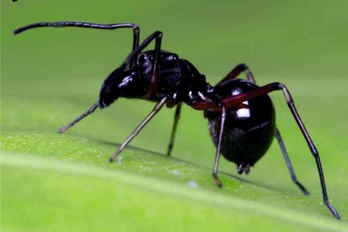 Some spiders produce milk – and it’s more nutritious than cow’s milk newscienti.st/2EbxlEX