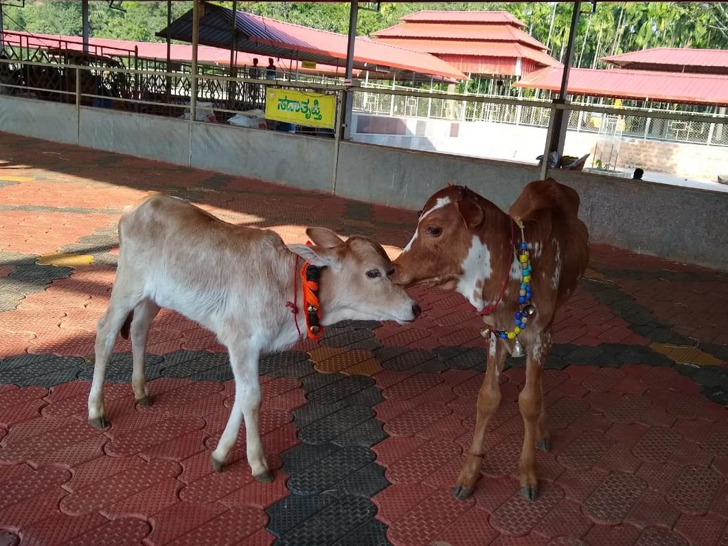 UllekhaMhMandal's tweet photo. #ಗೋಸ್ವರ್ಗ
ಶ್ರೀರಾಮದೇವ ಬಾನ್ಕುಳಿ ಮಠ
ಸಿದ್ಧಾಪುರ
#GouKranti
#ಗೋದೀಕ್ಷೆ
#ಅಕ್ಷರದೀಕ್ಷೆ
#ಗೋಸಂಜೀವಿನಿ
#ಗೋಸಂರಕ್ಷಣೆ
@Kamadugha_SRPM
@HMahamandala
@GouParivara
@dk_gouparivar
@ShankaraPeetha https://t.co/EtHJQugwhV