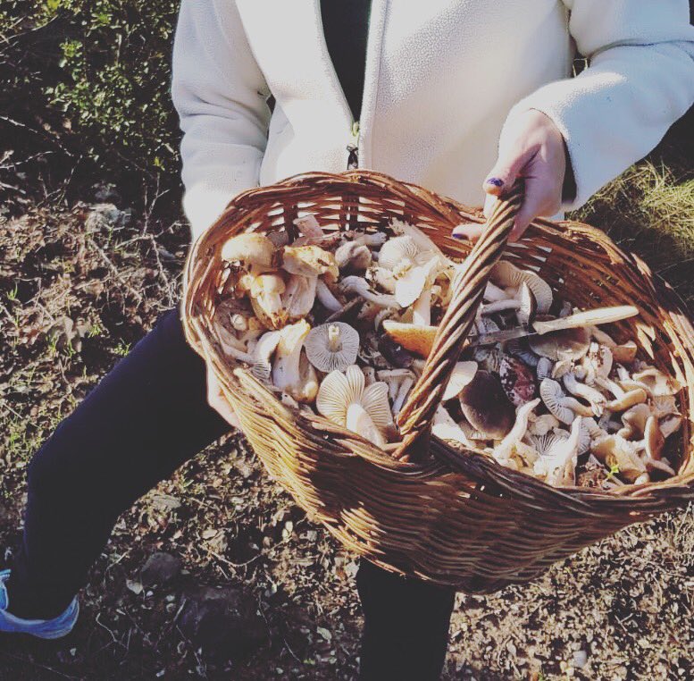 MagdaGregori's tweet photo. Bolets i més bolets... 🍄 #fredolics #mucoses #carlets https://t.co/KgIJal1Aoi