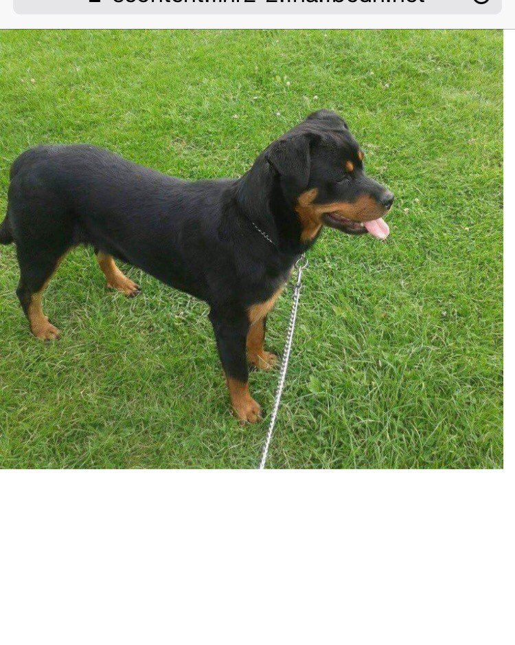 RachaelB100's tweet photo. @TheHollyJohnson 3 Years today Sky #Stolen #Castleford #Yorks Pls Kindly RT #getskyhome @getskyhome TY for Support 🌟 https://t.co/wkcltVW8CF