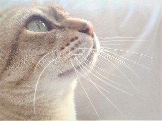 elliotspetware's tweet image. #Forthglade #minidogtreats now sold at elliotspetwarehouse.co.uk ideal for treating your #dog at home or out on walks