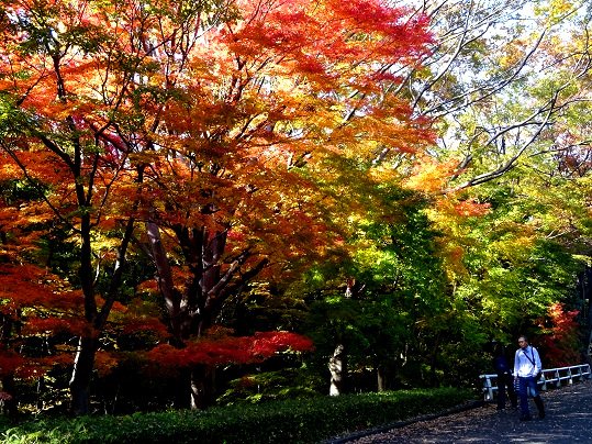 北の丸公園 ザ フォレスト北の丸 西大通りのモミジはグラデーションが楽しめます 紅葉 北の丸公園
