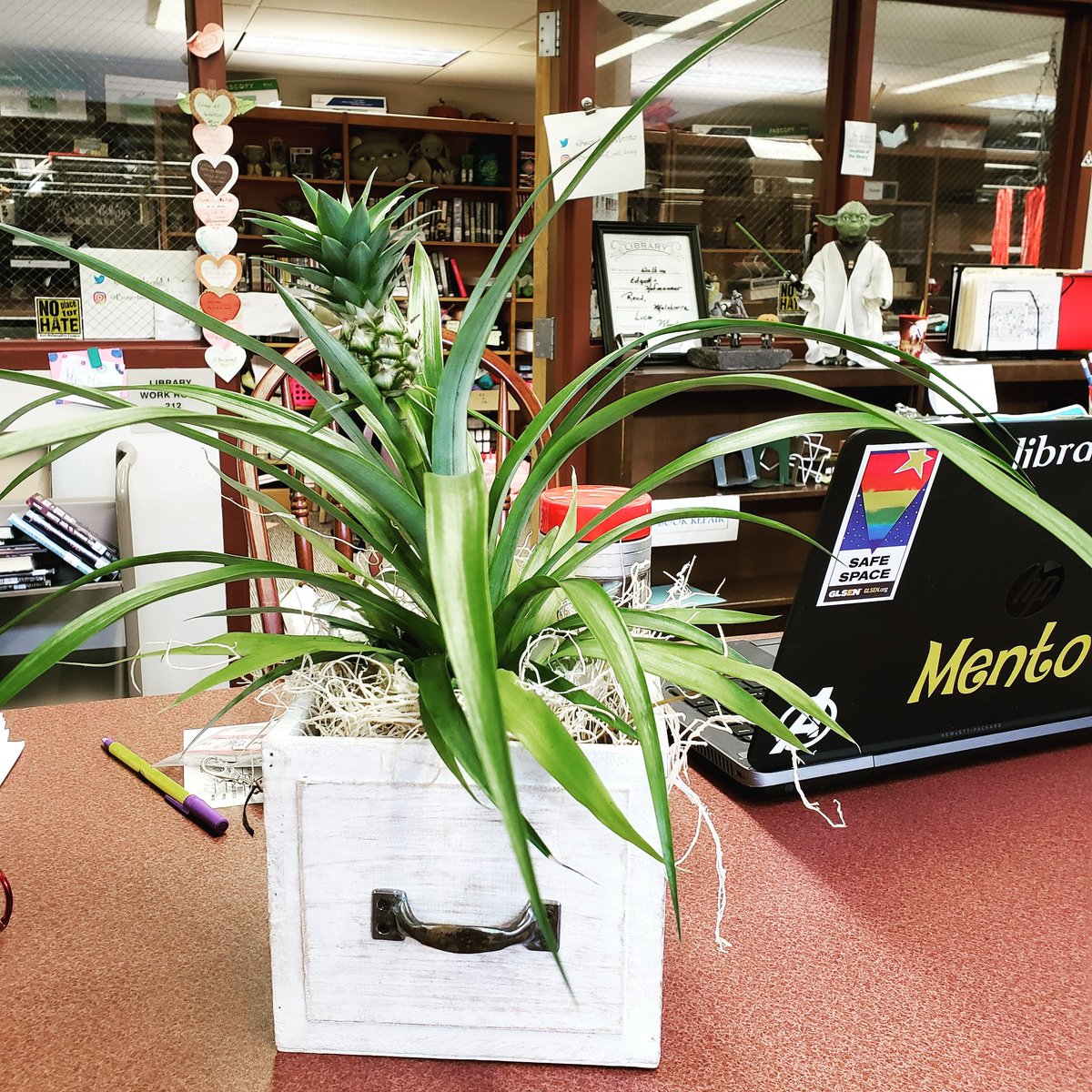 wordsofmento's tweet photo. Have you seen the #librarypineapple on the top of the library pineapple plant? Thanks to @margaret_megill for this lovely gift! https://t.co/MgouLbKAjB