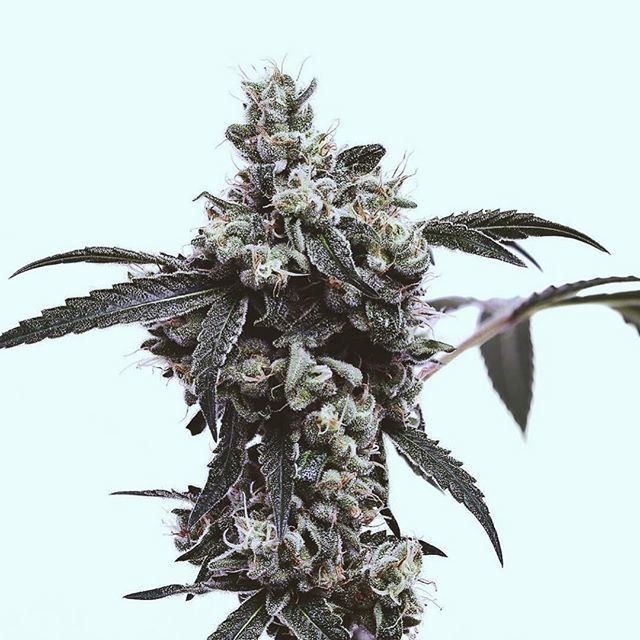 Happy to bring this flower to you on a Sunday night. .
.
.
.
.
#legalizeit #cannabis #cannabiscommunity #cbdoil #cbdheals #womenofcannabis #womeninweed #womenempowerment #enfleurcbd #indica #sativa