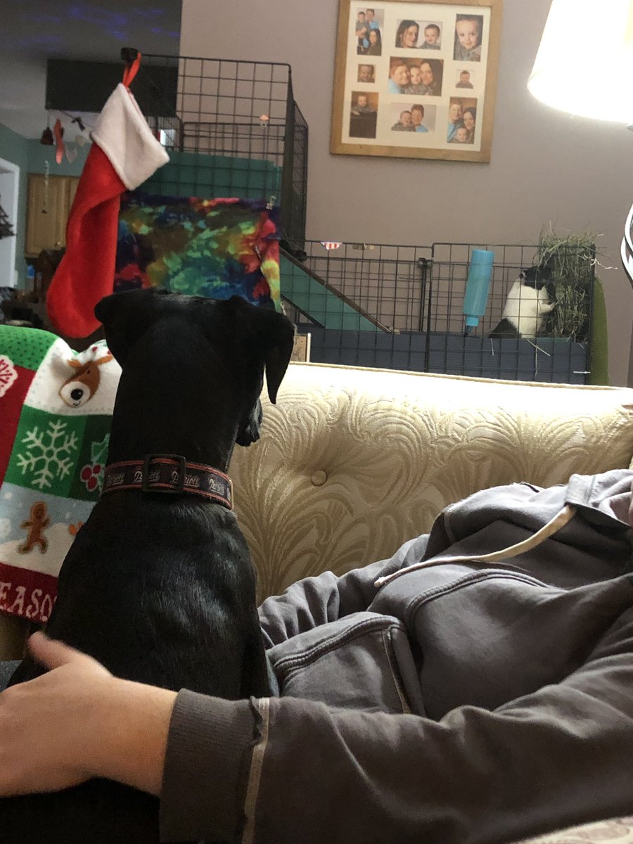 NoodlesGPig's tweet photo. This puppy. Is very nosy. https://t.co/rYinCae5Ch