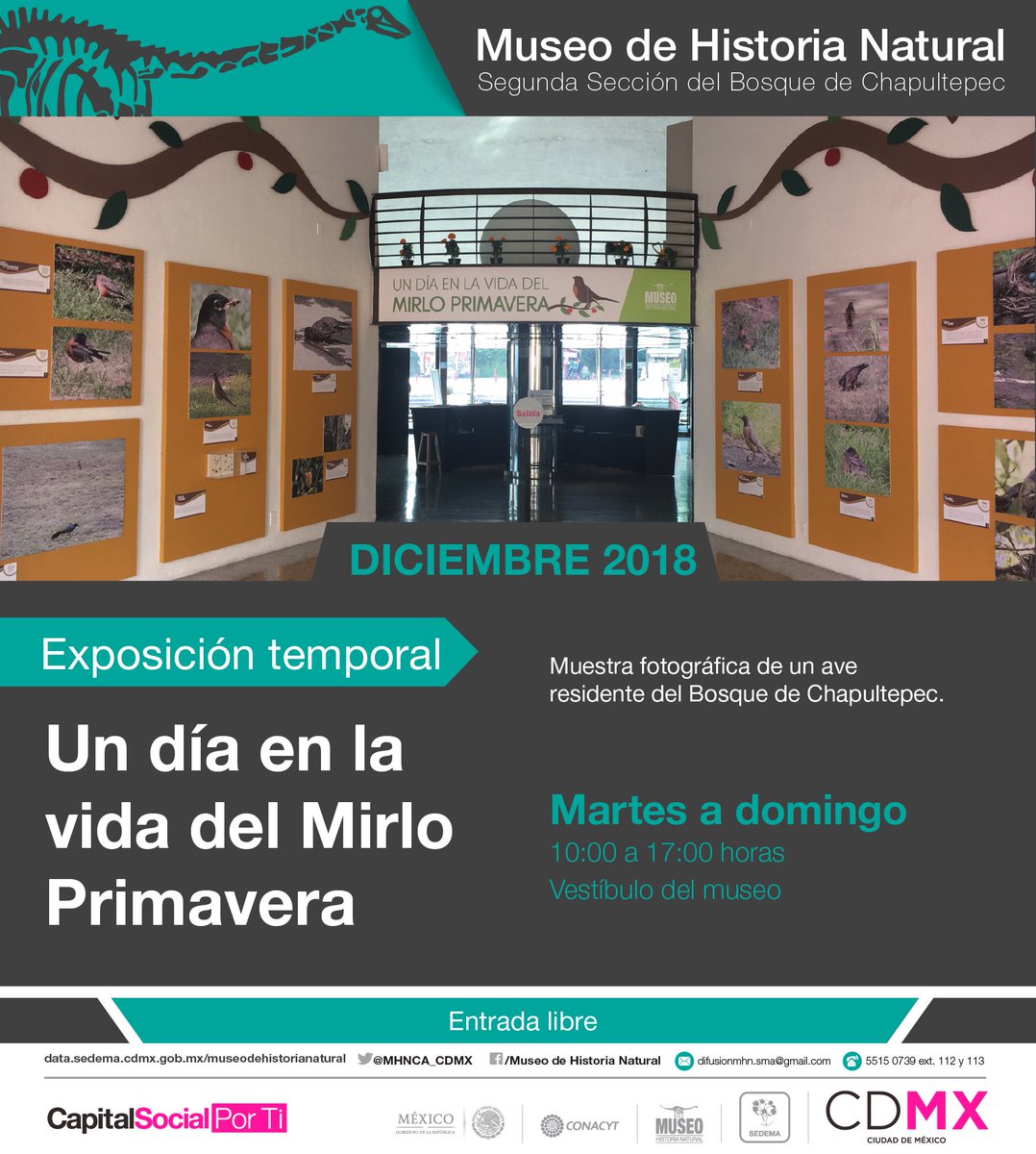 MHNCA_CDMX's tweet photo. Disfruta de la exposición "Un día en la vida del Mirlo Primavera". Muestra fotográfica inspirada en bellas imágenes de un ave residente del Bosque de Chapultpec, descúbrela de martes a domingo en horario de 10:00 a 17:00 h 🦜🦆🦅🦢🦚🦉 https://t.co/dFAhPkY65A