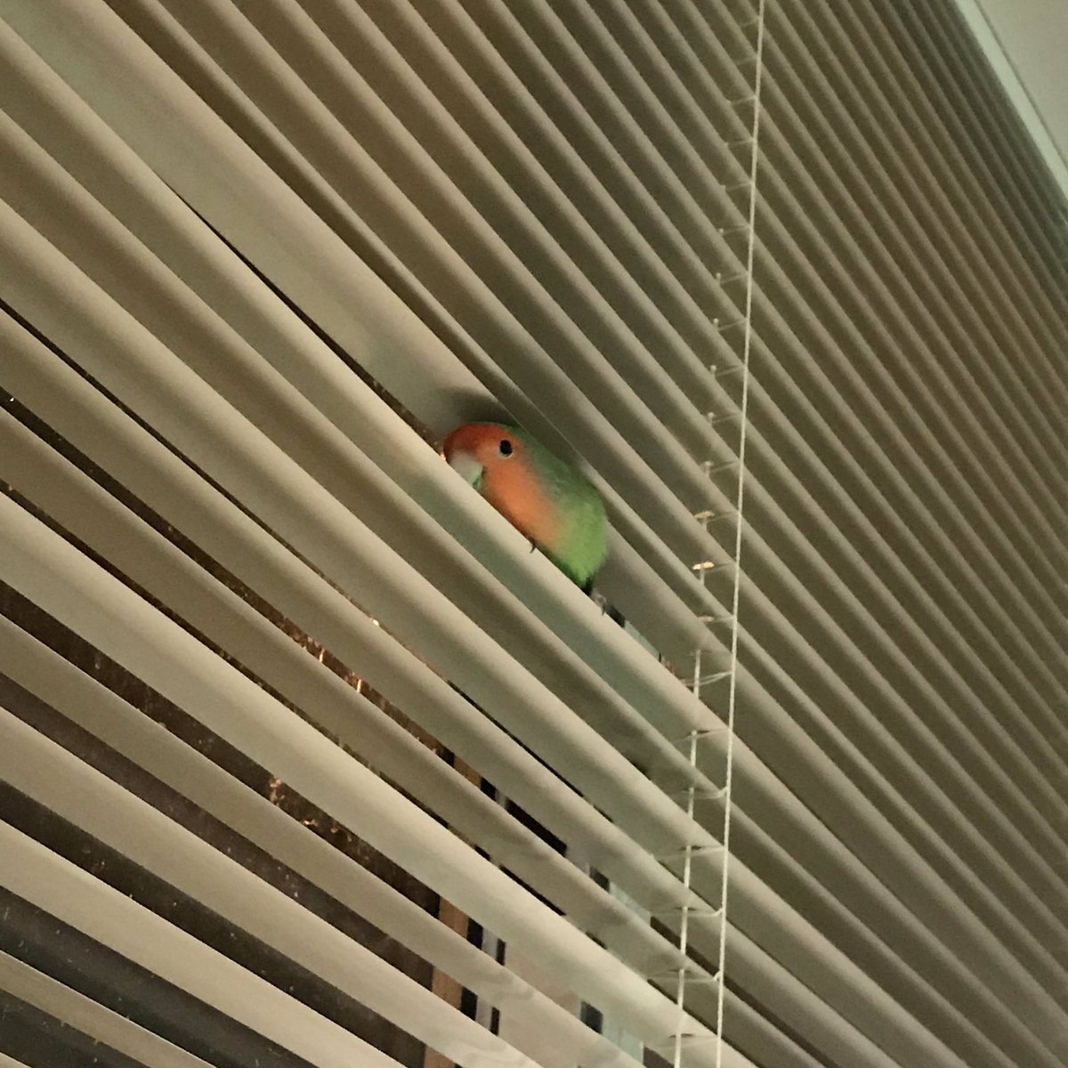 WendeII's tweet photo. ((( security bird ))) https://t.co/FtG8g0TPqi