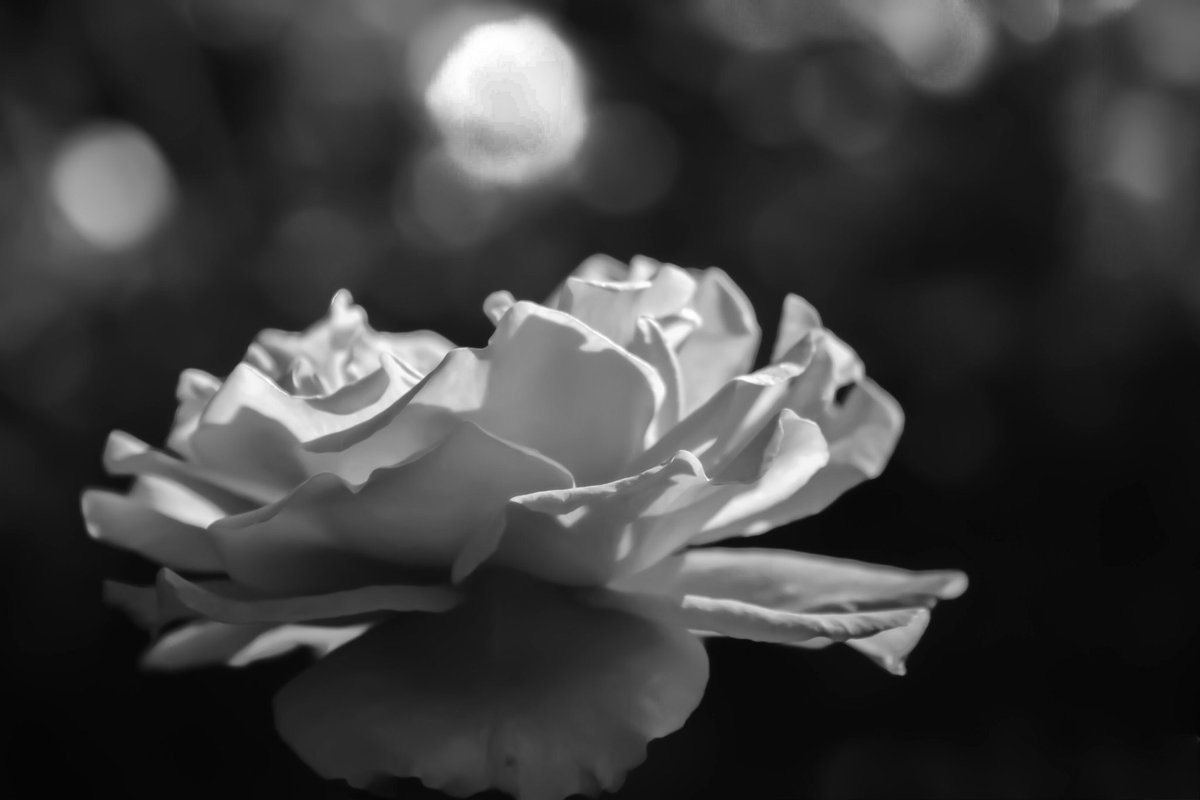 GridWhite's tweet photo. monochrome 0075

目に見えない存在感を引き出す。

#バラ
#モノクロ
#photography
#キリトリセカイ
#ファインダー越しの私の世界
#写真好きな人と繋がりたい https://t.co/B3ZFuQlZSo