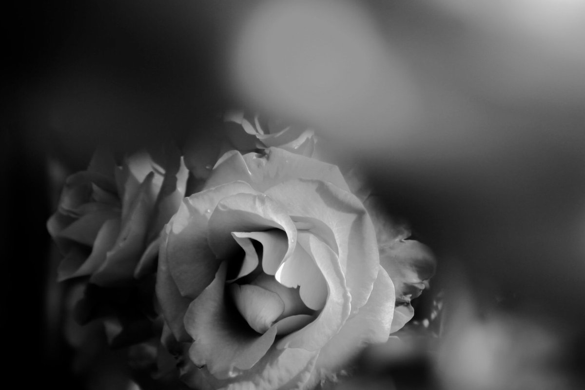 GridWhite's tweet photo. monochrome 0075

目に見えない存在感を引き出す。

#バラ
#モノクロ
#photography
#キリトリセカイ
#ファインダー越しの私の世界
#写真好きな人と繋がりたい https://t.co/B3ZFuQlZSo