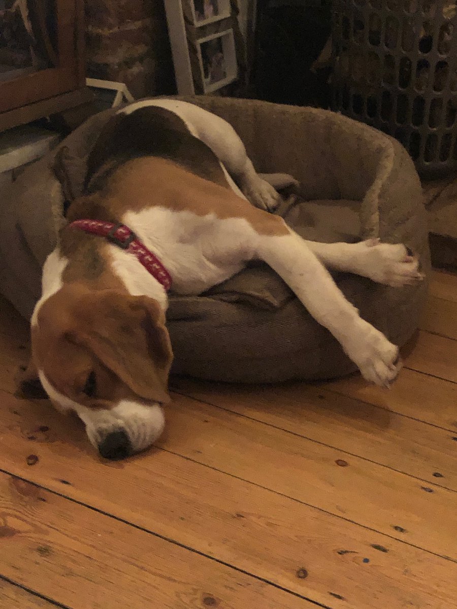 My son Rebus. Having a great 1st Advent!