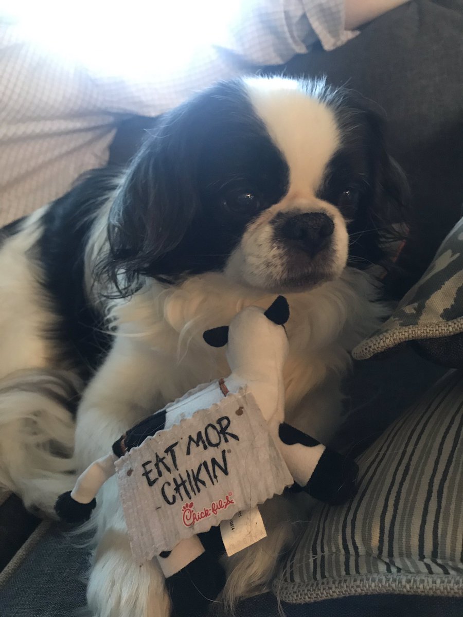 PrincessWolfer's tweet image. Our #JapaneseChin loves this stuffed cow I got as swag at #BolderBoulder10K It’s his favorite toy! @ChikfilA