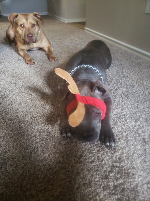 My babies! So cute! https://t.co/JSGvNOrgZa