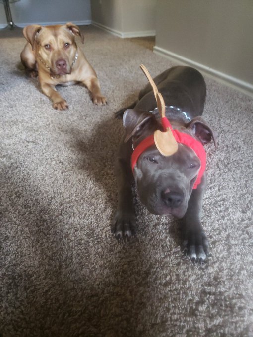 My babies! So cute! https://t.co/JSGvNOrgZa