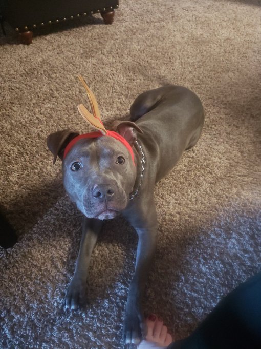 My babies! So cute! https://t.co/JSGvNOrgZa