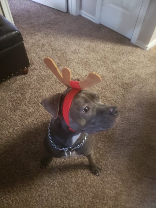 My babies! So cute! https://t.co/JSGvNOrgZa