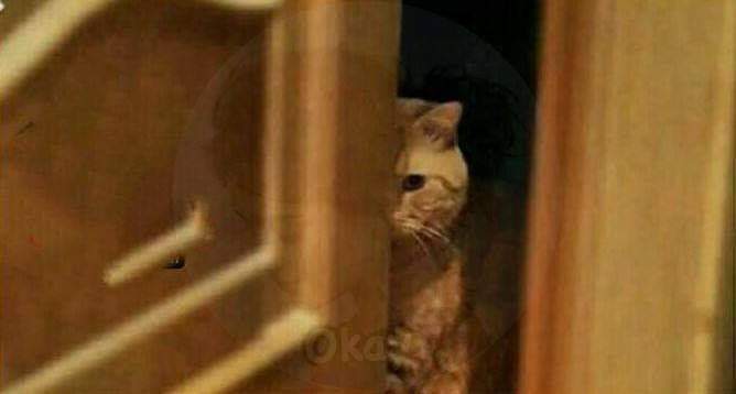 mariambooo's tweet photo. لما اتخانق معاهم ف البيت واعرف انهم جايبين اكل.. https://t.co/xplPsS8ueg