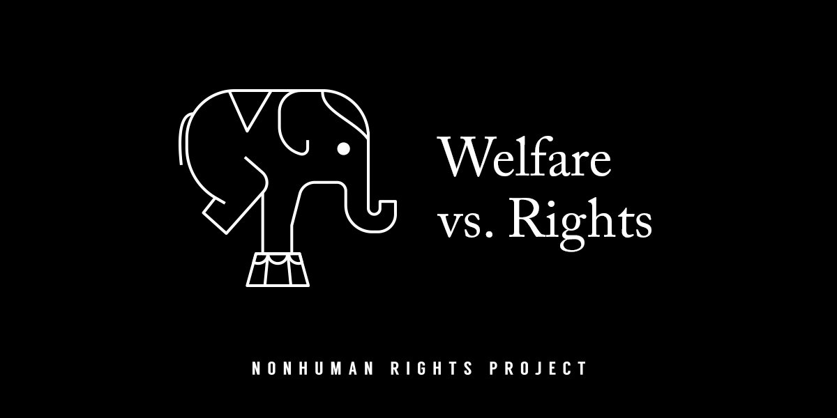 Nonhuman Rights on Twitter: Nonhuman Rights on Twitter: