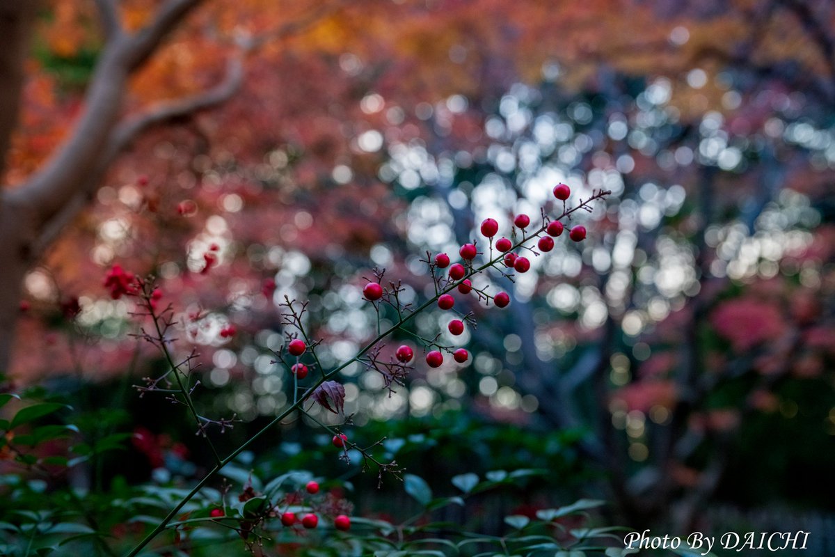x_periko's tweet photo. 12/2万博記念公園内
日本庭園 茶室 『汎庵・万里庵』
D850+SIGMA40mm art
順にF1.4-2.0-2.8-4.0
#万博公園 #万博記念公園
#紅葉狩り #SIGMA40art
#D850 https://t.co/GFn70B7Wsi