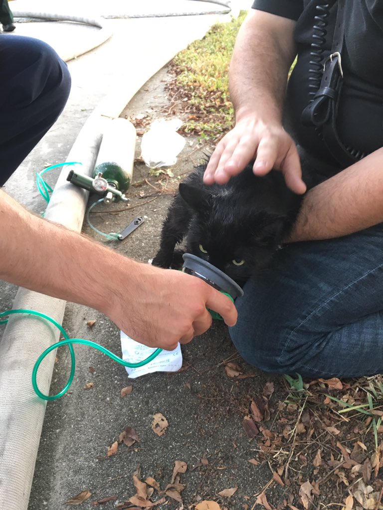 BCFRpio's tweet image. Canaveral Groves Update: “Lucky” the cat is ok.