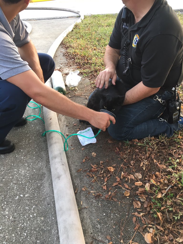 BCFRpio's tweet image. Canaveral Groves Update: “Lucky” the cat is ok.