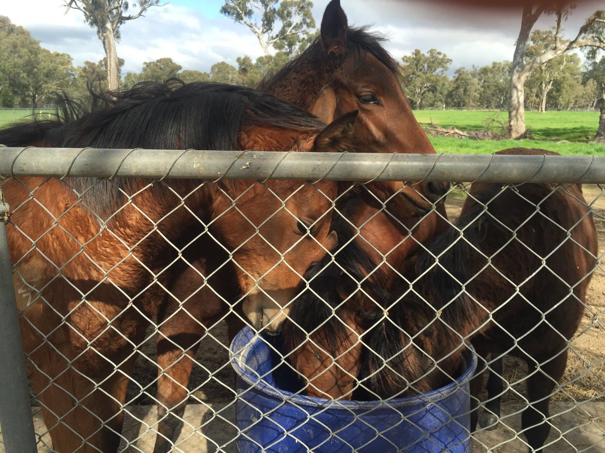 riverbankfarm1's tweet photo. Traffic jam at the food bin !!! @riverbankfarm1 #BREED2RACE #AFFORDABLE #RIVERBANKFARM #Benalla #VICTORIA πππ https://t.co/Ns9QbOHFbf