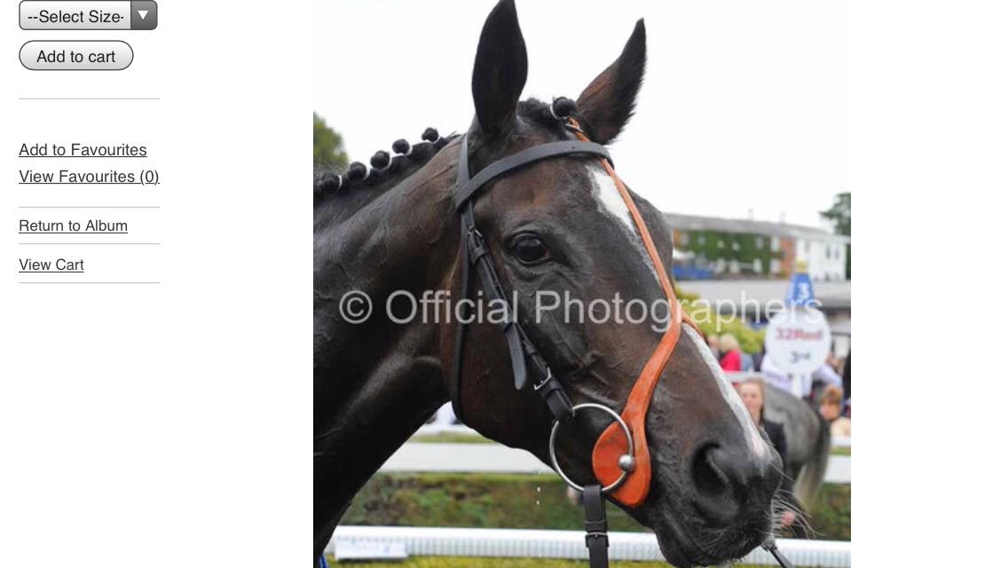 LarMullaney's tweet photo. Dark Intention sells tomorrow @Tattersalls1766 been a great mare for us winning twice at York &amp; Chester the most consistent horses I've had in training, we'll miss her but she'll have a great life as a broodmare https://t.co/e6Yq9jn8gJ