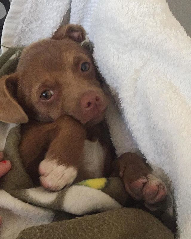 🔴🔴Nos dan aviso de este cachorro de podenco, estaba en la calle y lo han metido en residencia, es muy pequeño para estar alli, ademas del frio que hace...alguien se anima para acogerlo?
.
. 🔝🔝COMPARTE Y DIFUNDE! Debemos sacarlo de la residencia. .
.
… ift.tt/2PdHL7R