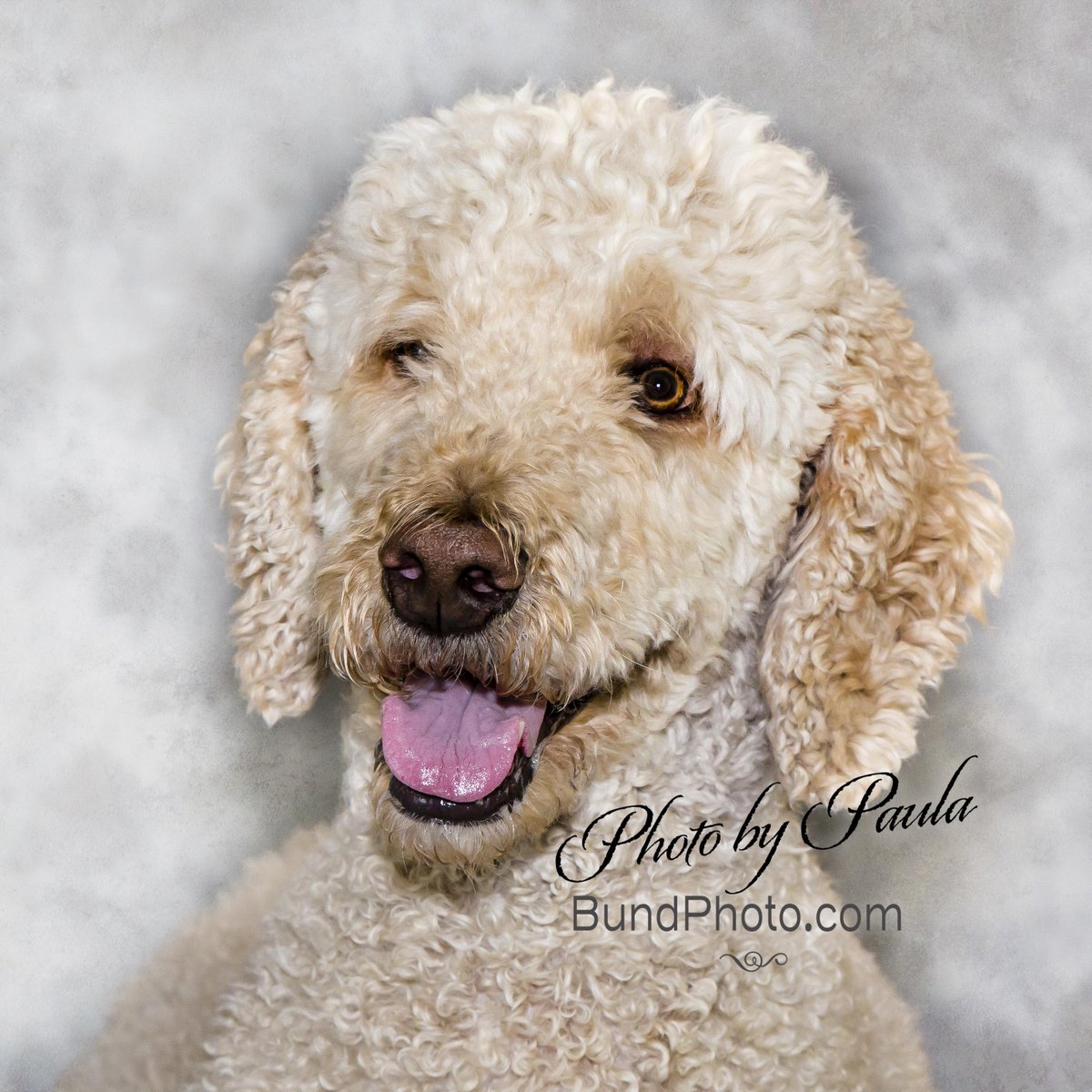 FrancesBoyle19's tweet photo. #dogsofcanlit Here's my Bert in a pro shot by Paula Bund, a great pet photographer https://t.co/2jmrSrAa9p