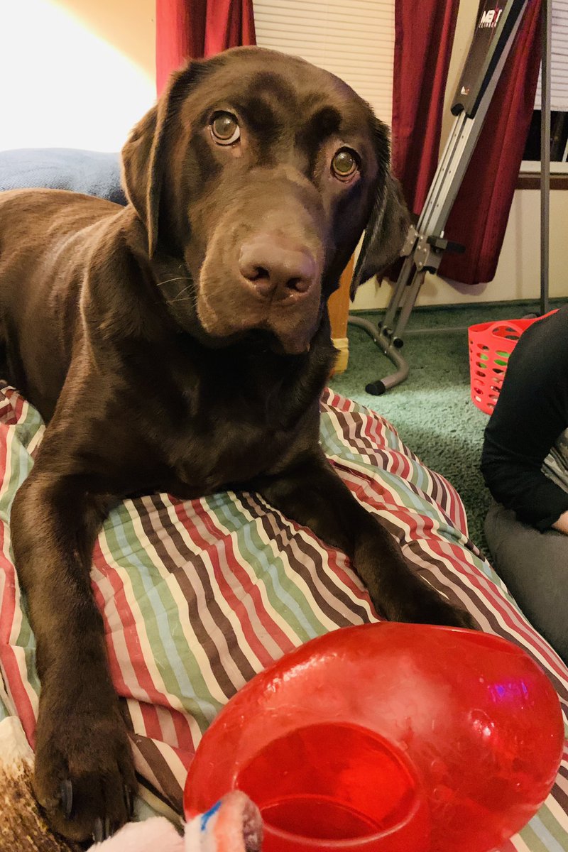 sa_brittkhs's tweet image. Watching the Patriots 🏈 game with us!  #thatssomaine #lovemylab #lovemylabrador #petsofmaine #DogsofTwittter #dogsofmaine #chocolatelabradorretriever #NEPatriotsfan