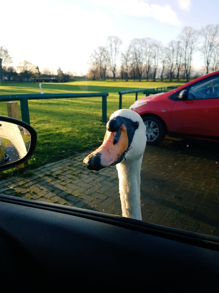 TayBennett7's tweet photo. Me "let's go for a walk by the river &amp; feed the ducks" 
Also me "let's never leave the car" 
#swanattack https://t.co/WcqYAoaX9d