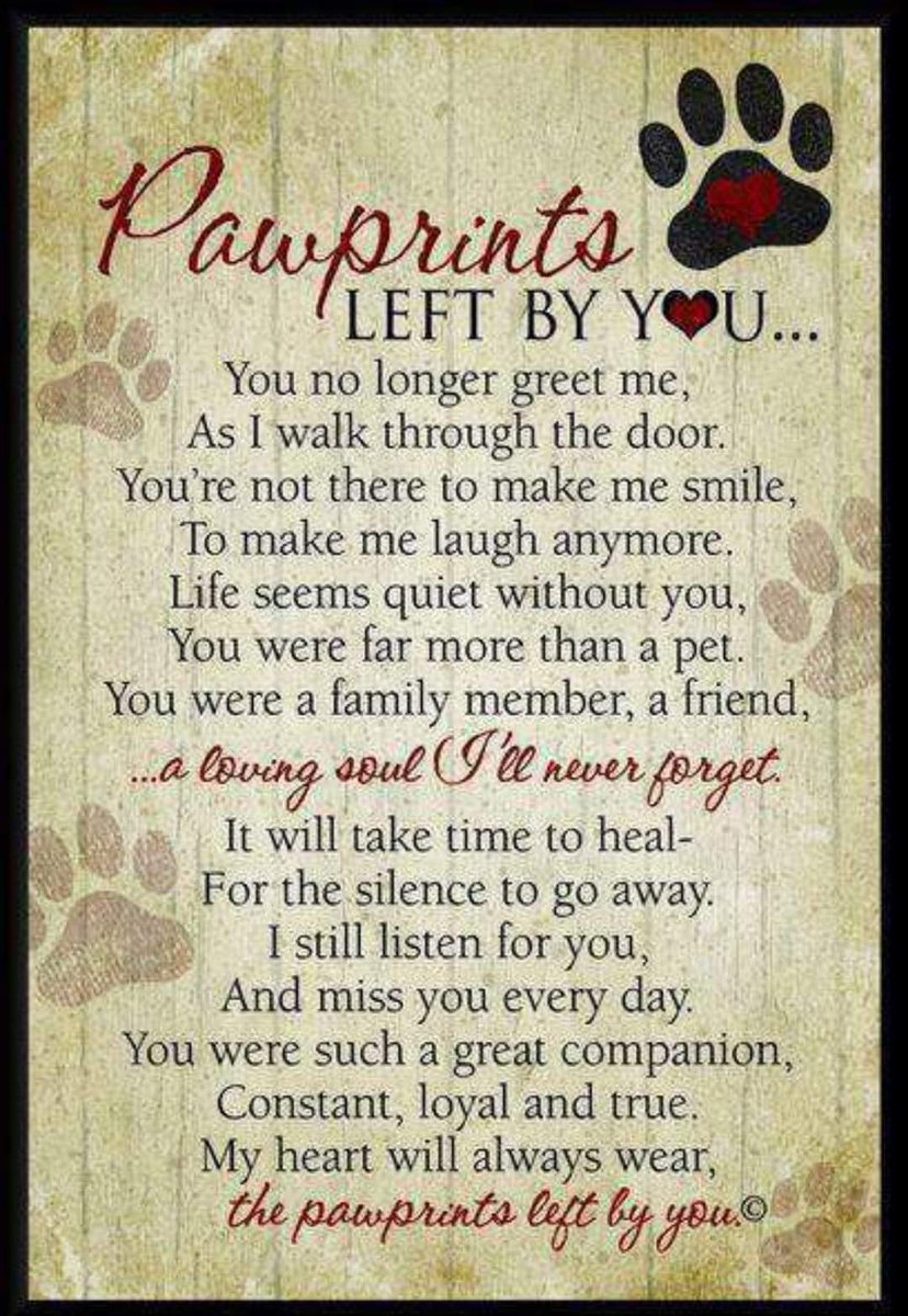 ForagingJoe's tweet image. @hugo_kelpie No present under the tree for you my boy. Another eerily quite day!