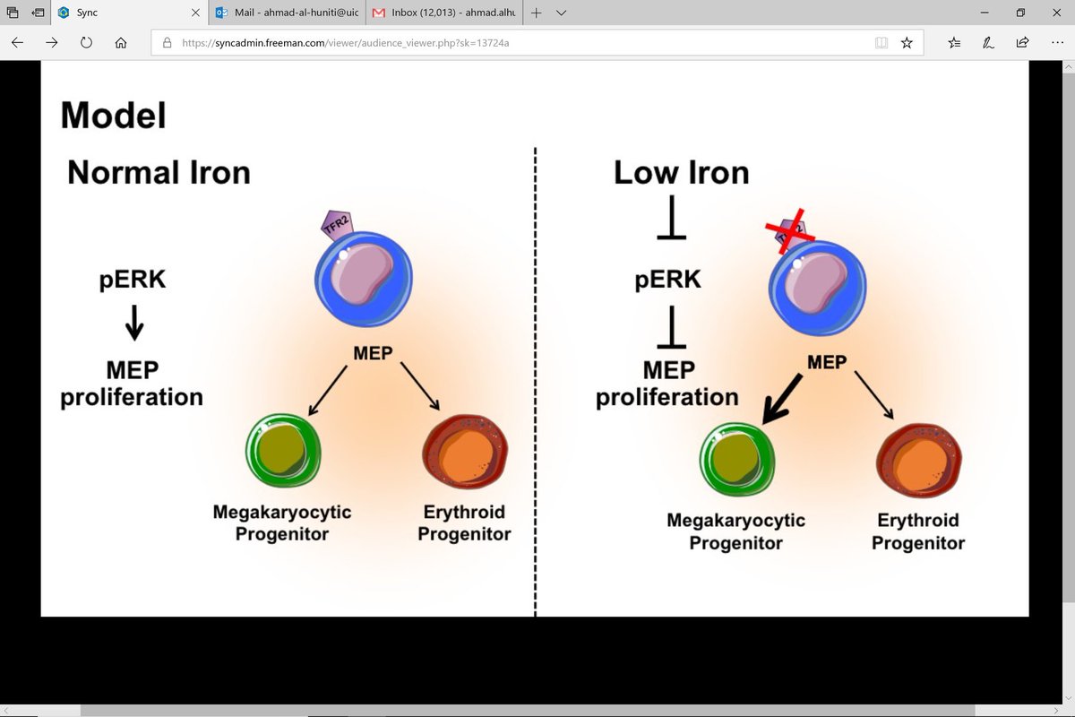 ahalhuniti's tweet photo. Finally, I don't have to make things up to answer why platelet count is elevated in iron deficiency anemia #ASH2018 https://t.co/yXobjVCpwS