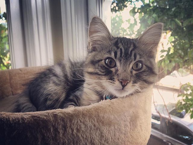 emilpetrinic's tweet image. Hey look it&apos;s Spektr. He lives with @jminzeylee #cat #kitten #sovietspaceprogram ift.tt/2DY8ZNH