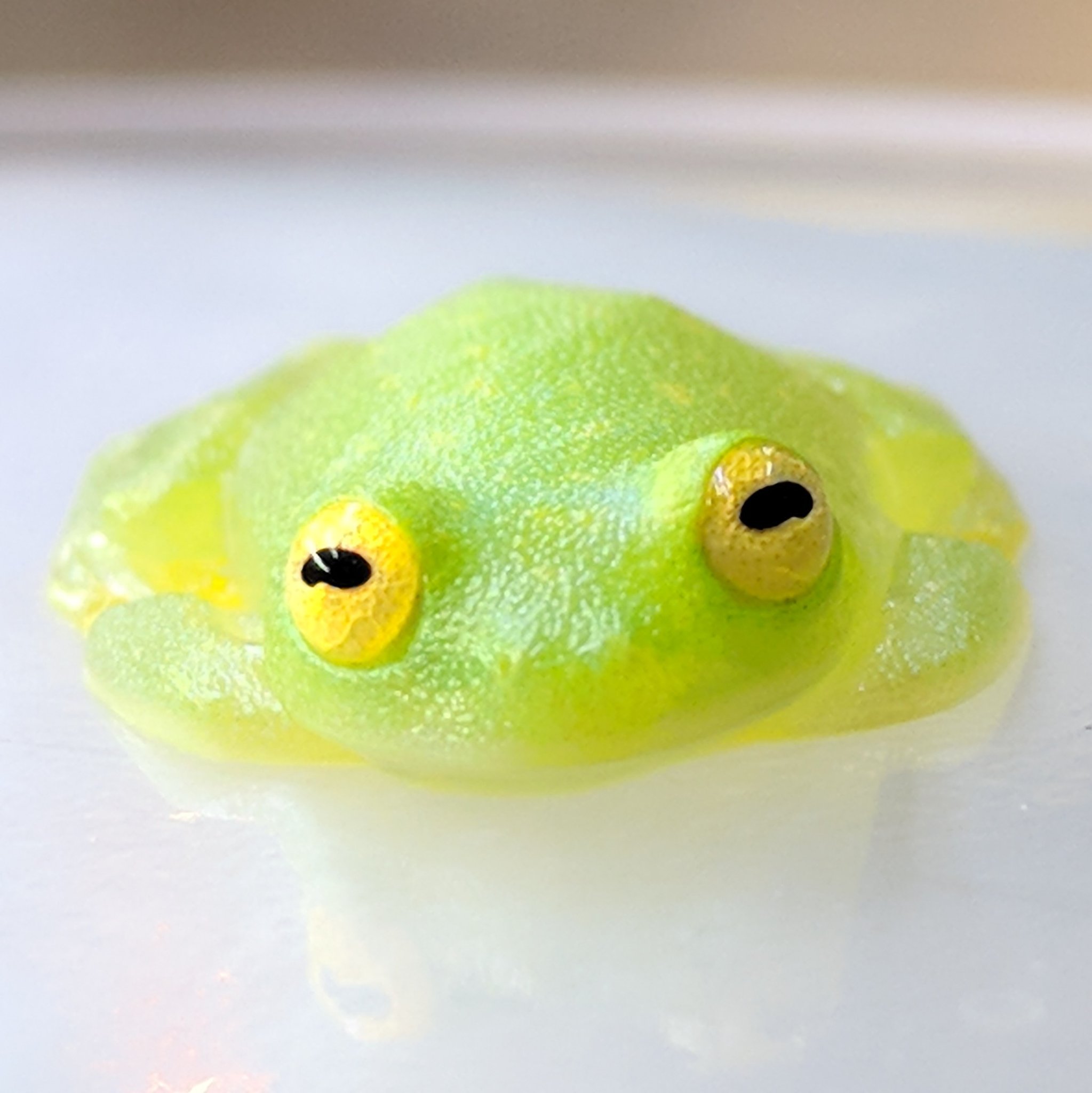 ☆フライシュマンアマガエルモドキ 1匹（カエル グミガエル