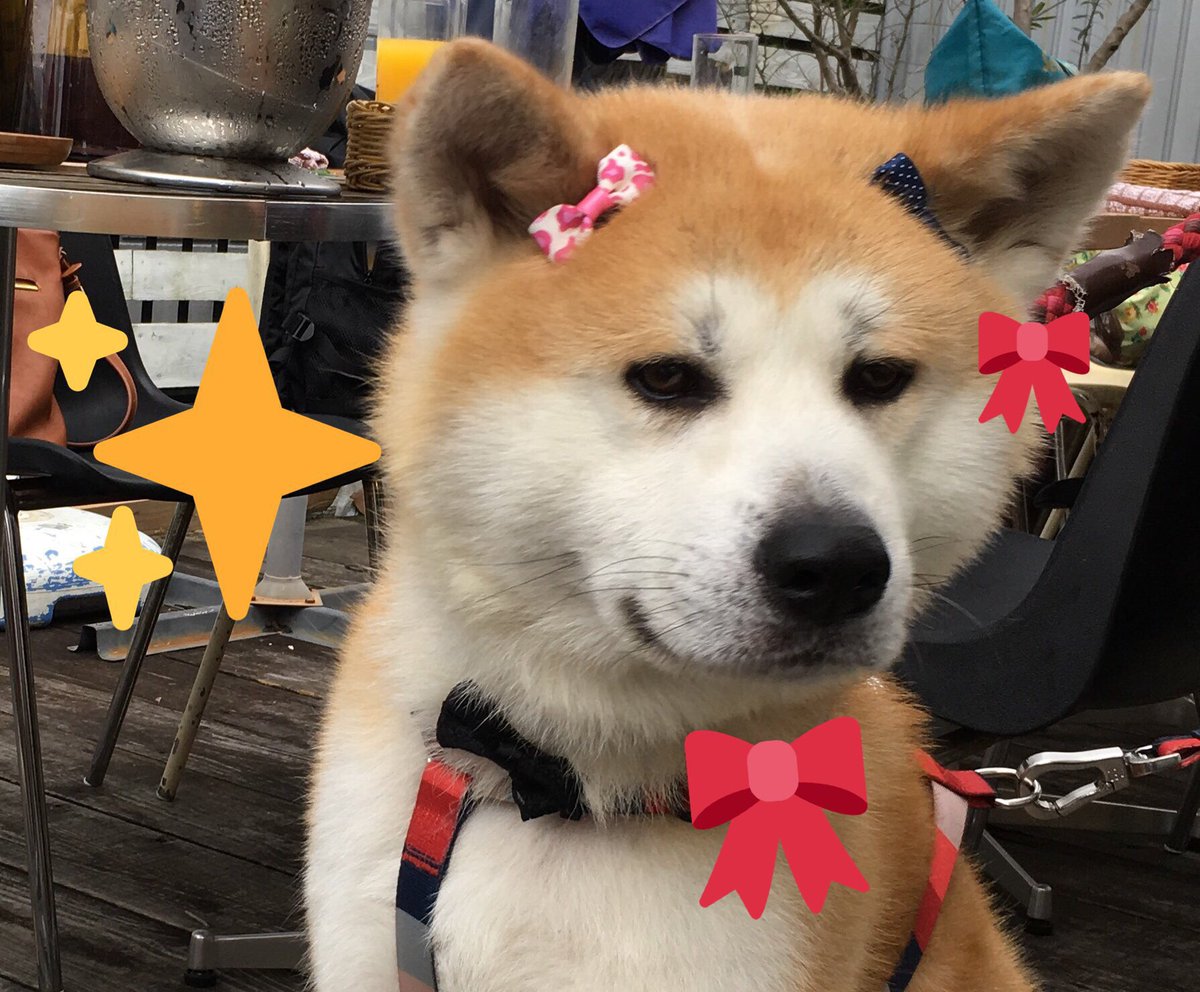 秋田犬 定春 Akitainu Iccyan みんなが似合うって言うから つい悪ノリしちゃった事があるから それを見ちゃったのかもしれないワン ワタシ定子ちゃんだワン T Co Umte9xi60y Twitter