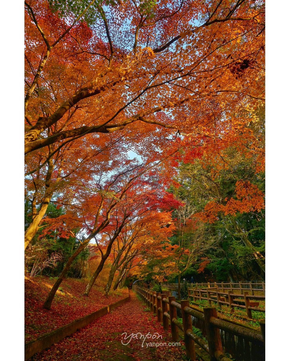 ট ইট র 房総でハワイ気分 市川市 大町公園 大町公園せせらぎ園の紅葉 ここは しっとり上品な紅葉って感じがする お下品な私が言うのもなんだが 撮影 房総の絶景 絶景 千葉県 市川市 大町公園 紅葉 せせらぎ園 もみじ山 もみじ祭