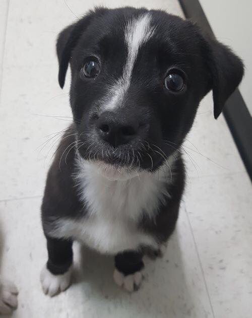 Maise cannot beleive we’re only $260 away from our goal! Please consider giving $5 or even just re-tweeting this, to help us get to our $5000 goal!
canadahelps.org/en/dn/37754