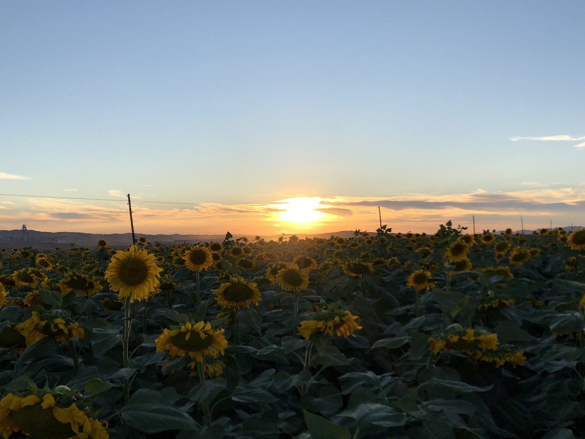 Smartcloud6's tweet image. Photo of the day @GE.輝小夥兒
早安，週一。
#xinjiang #gopro #sightview #sunrise #sunflower