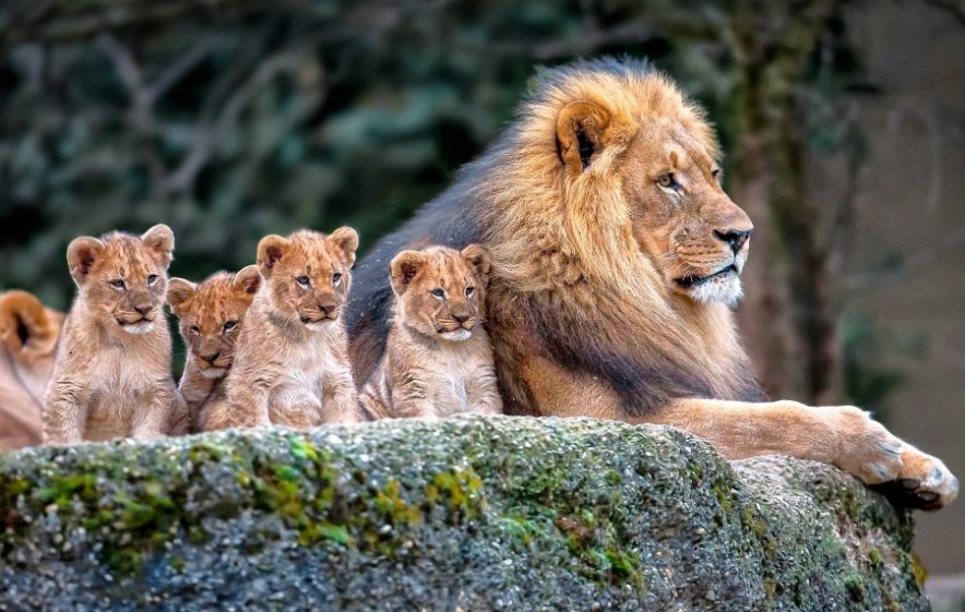 acupfulofhappy's tweet photo. 💛❤💛❤
What a sweet picture!
#lions #lioncubs #lionfamily #animalsinnature #bigcats #ilovenature #thegreatoutdoors #amazinganimals #beautifulworld #thegoodnewscafe https://t.co/7lURiFLmrE