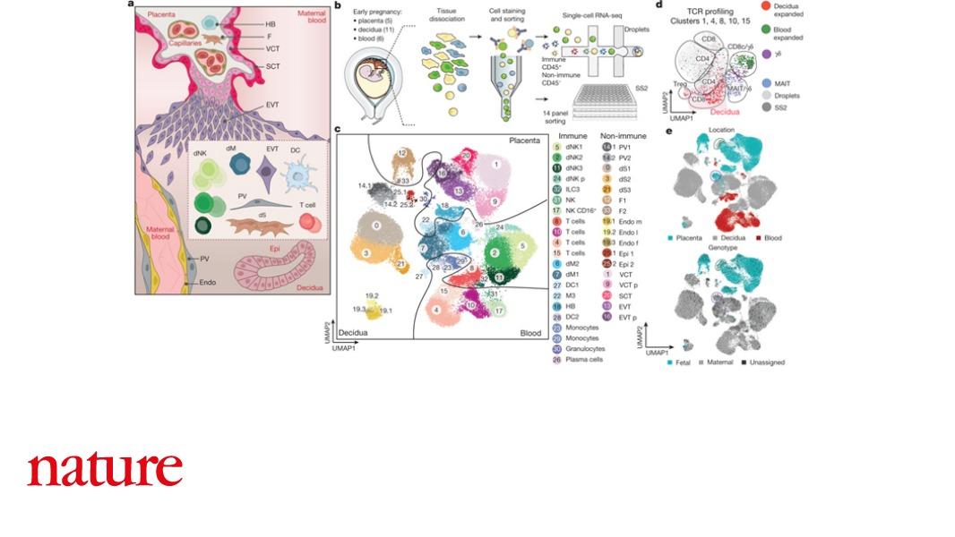 An atlas of around 70,000 cells from first trimester placentas provides novel insights into cellular organisation and communication during the early stages of human pregnancy, reports a paper published in Nature. go.nature.com/2PTSpoT