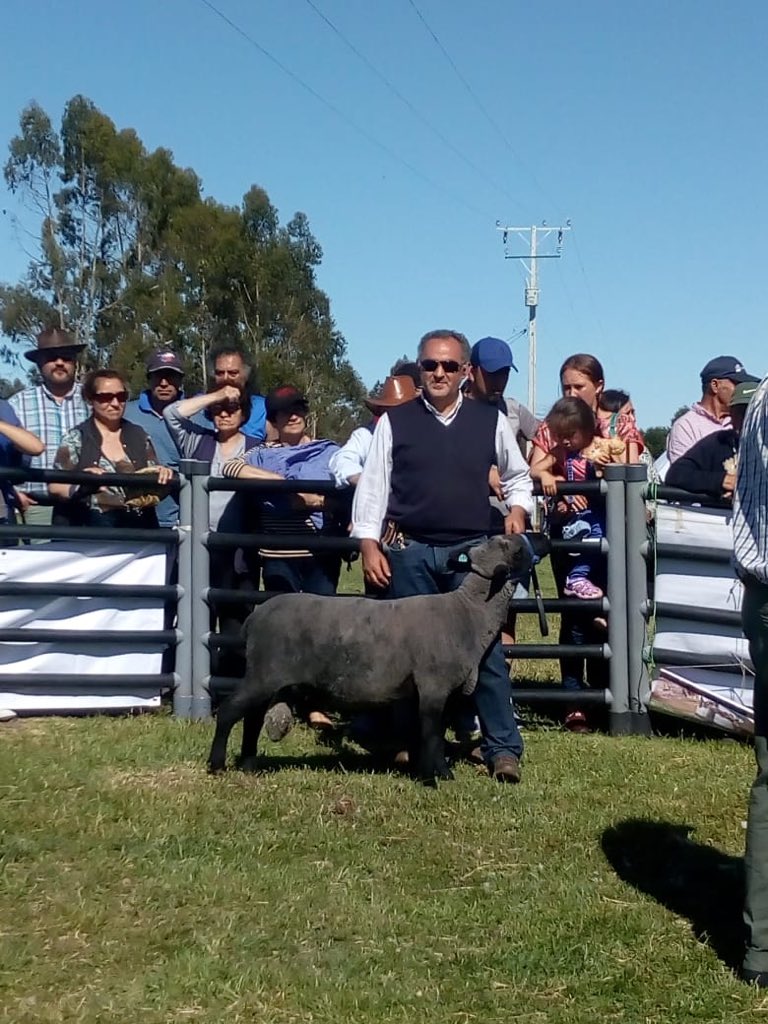 fedicalo's tweet photo. Con mucha alegría y orgullo por #kunko, fuimos premiados en la categoría carnerillos un año de 2 dientes con el tercer lugar con el ejemplar piñen N registro Kunko 1011 y el cuarto lugar en la categoría carneros con mención honrosa el ejemplar Folilko N de registro Kunko 1017 🇨🇱. https://t.co/rUJ6MjAM1o