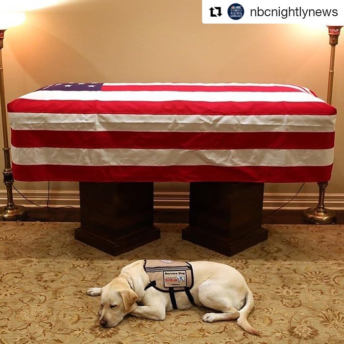 nbc6's tweet photo. President George H.W. Bush’s service dog Sully lays beside his casket – “Mission complete.”
—
#PresidentBush #Bush41 #GeorgeHWBush #ServiceDog #Remembering41 https://t.co/9yD13PBrUY