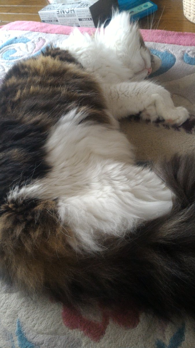 猫注意 生後1日の子猫を拾ったので立派に育てたったｗｗｗ 8ページ目 Togetter